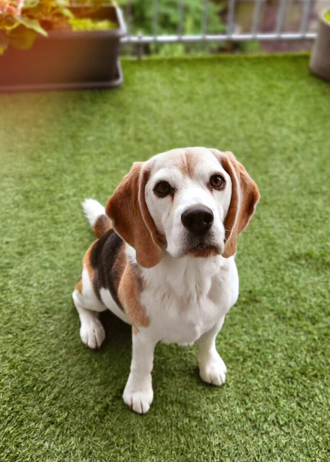 Nietzsche (Amsterdam, NL)