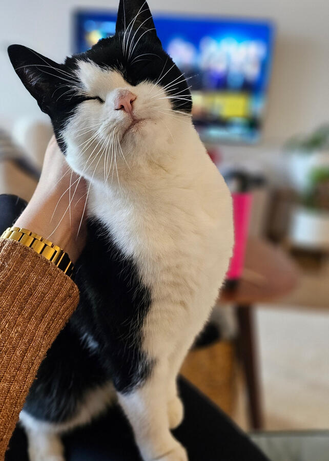 Maza (Amsterdam, NL)