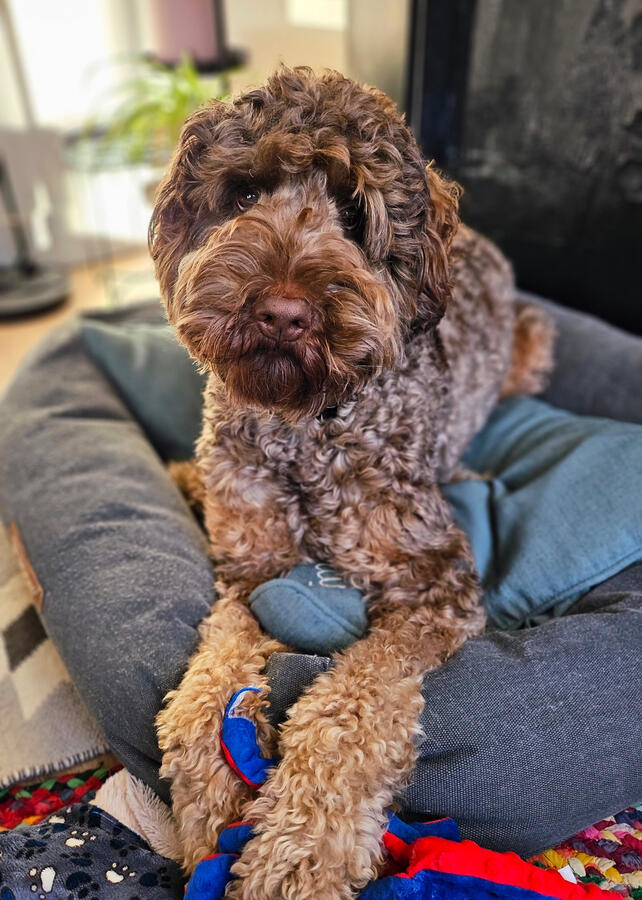 Bowie (Amsterdam, NL)