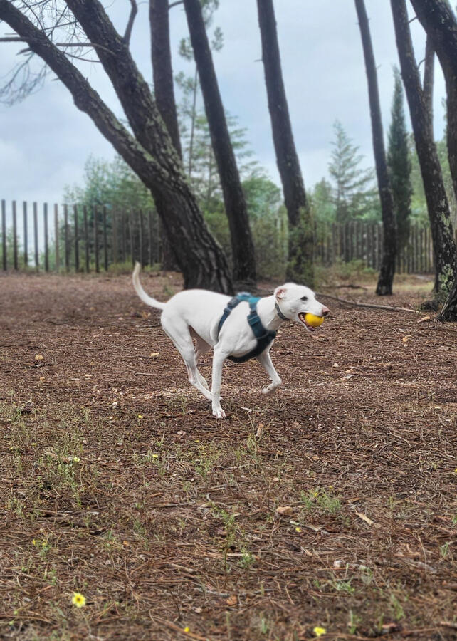 Asta (Abrantes, Portugal)